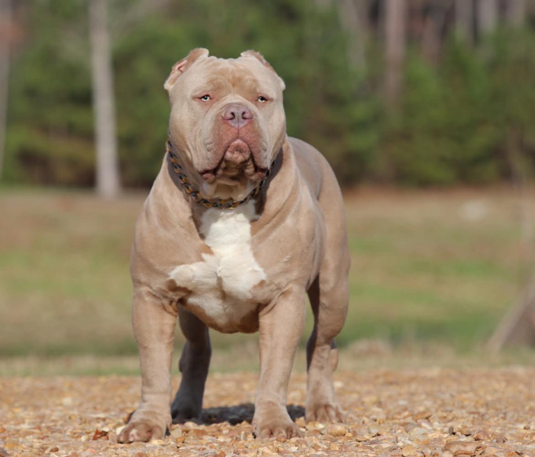 XL American Bully Sire   from   Breeding of Kelly X Buster  XL / XXL American bully / pitbull puppies for sale