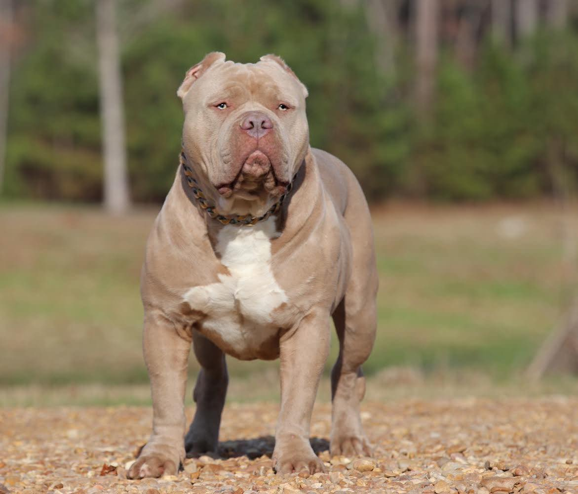 Gator Head Bullies