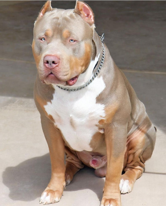 Chop Gator Head Bullies