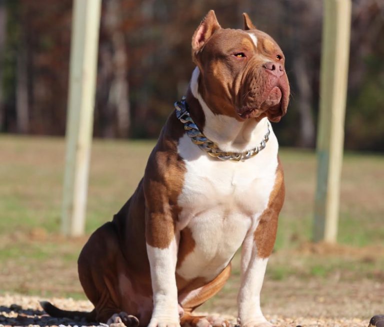 XL American Bully Sire   from   Breeding of Latte x charlie  XL / XXL American bully / pitbull puppies for sale