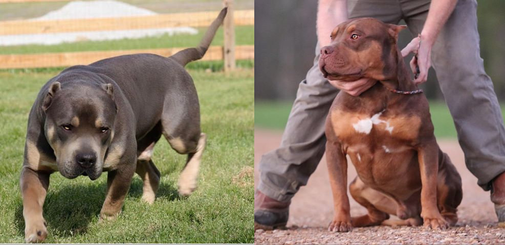 Puppies | Gator Head Bullies