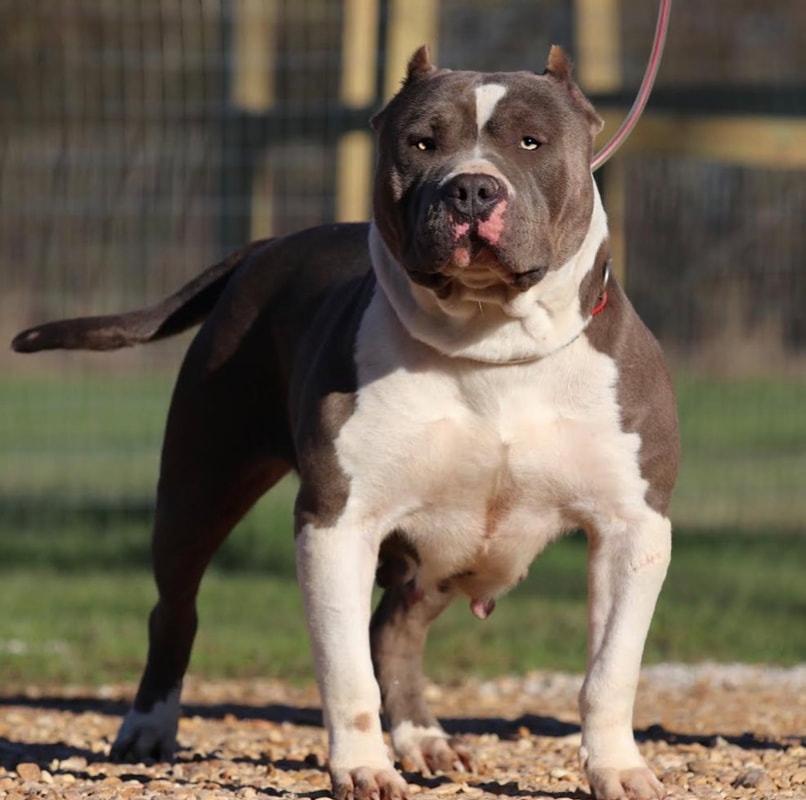 Current Breedings - Gator Head Bullies