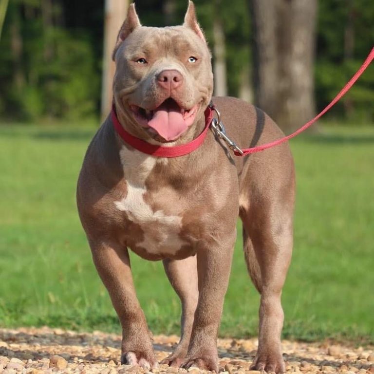 gator head bully for sale