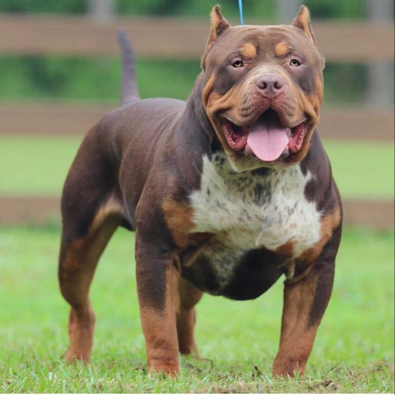 gator head bully for sale