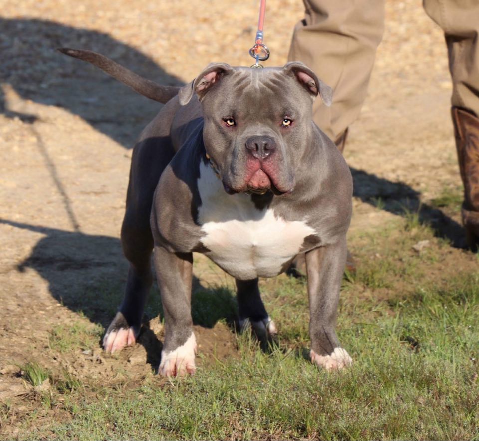 xl american bully for sale usa