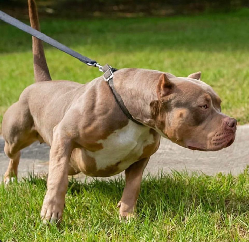 xl american bullies for sale in florida