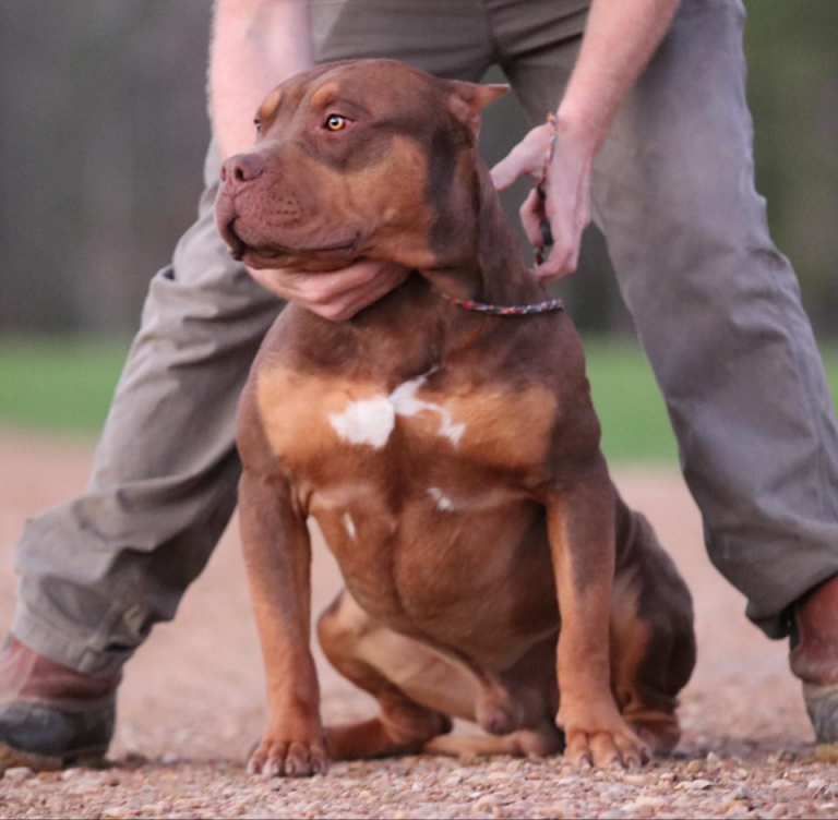 gator head bully for sale