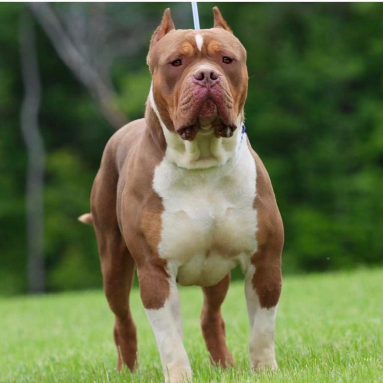 gator head bully for sale