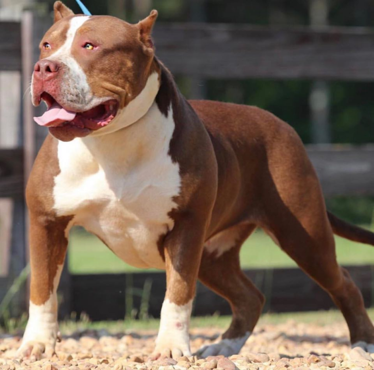 XL American Bully Dam  from   Breeding of Moose X Charlie  XL / XXL American bully / pitbull puppies for sale