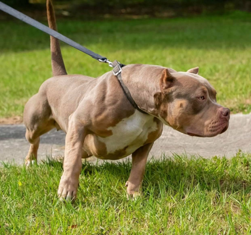 Current Breedings Gator Head Bullies
