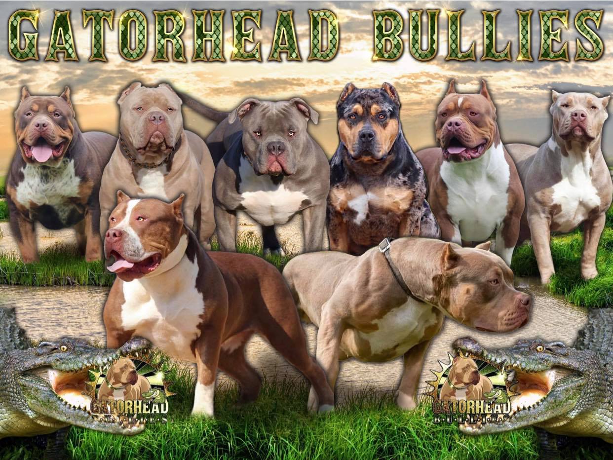 Puppies - Gator Head Bullies