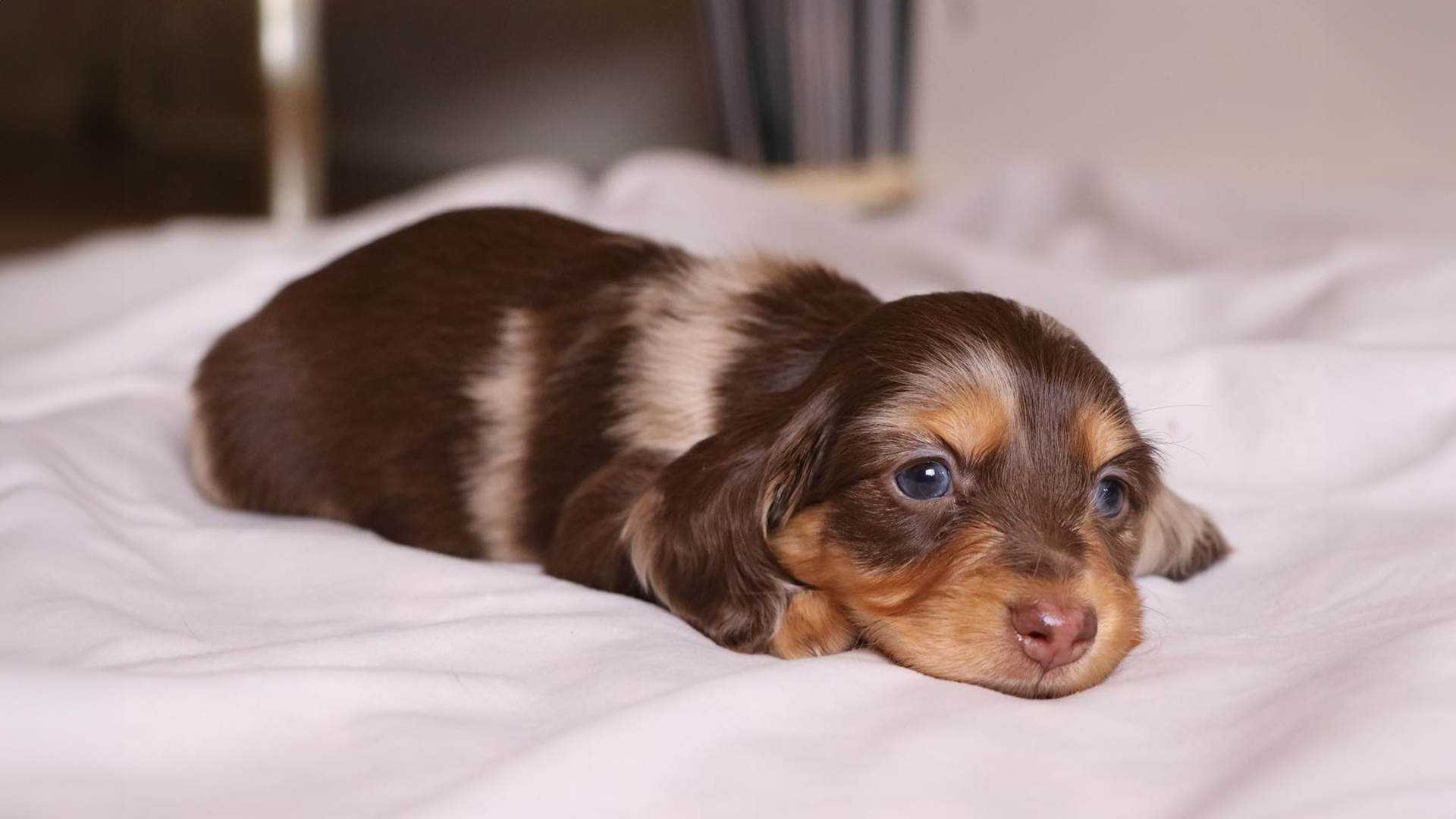 chocolate and tan merle puppies for sale GHB Gatorhead Bullies