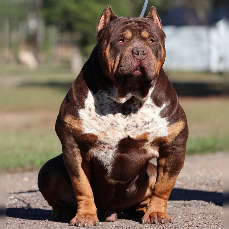 Read more about the article GHB Whopper (RETIRED)