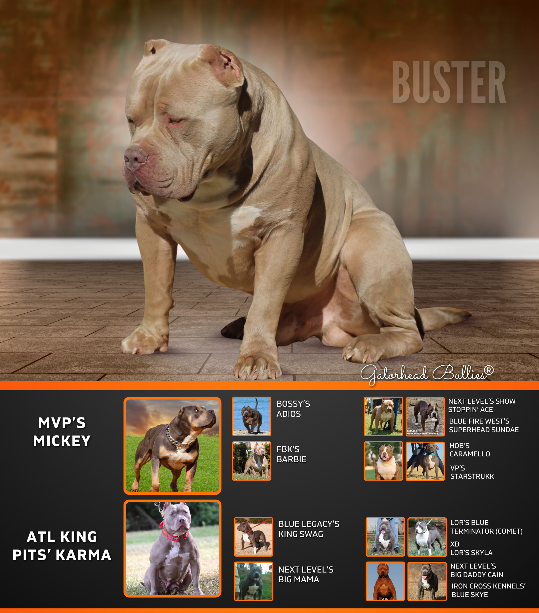 GHB Buster New Site Gatorhead Bullies Chop champagne XL Bully breeders Mississippi