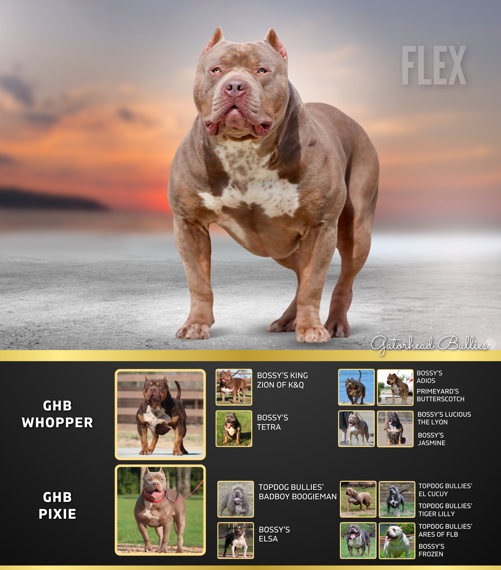 GHB Flex New Site Gatorhead Bullies Chop ticked Lilac tri XL Bully breeders Mississippi