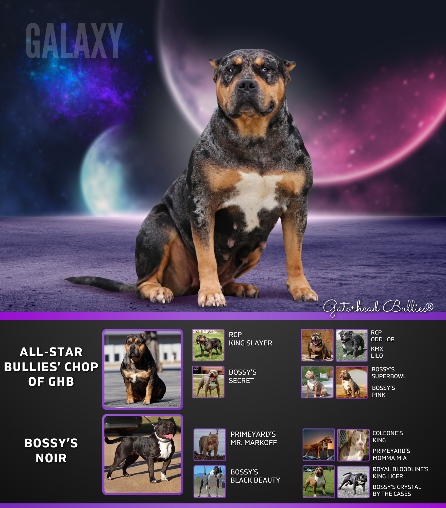 GHB Galaxy New Site Gatorhead Bullies black tri merle XL Bully puppy for sale near me