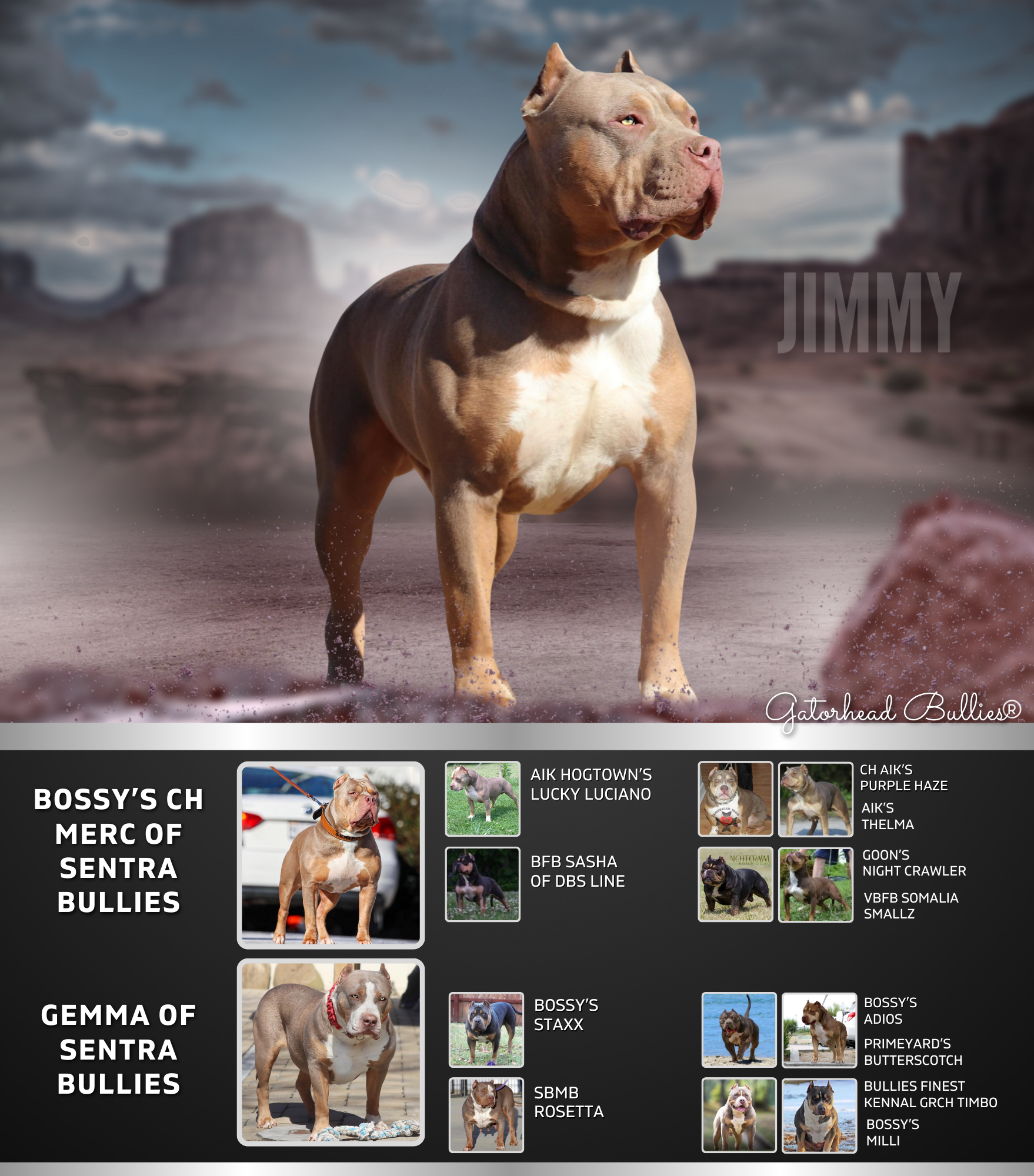 GHB Jimmy New Site Gatorhead Bullies Chop champagne XL Bully breeders Mississippi