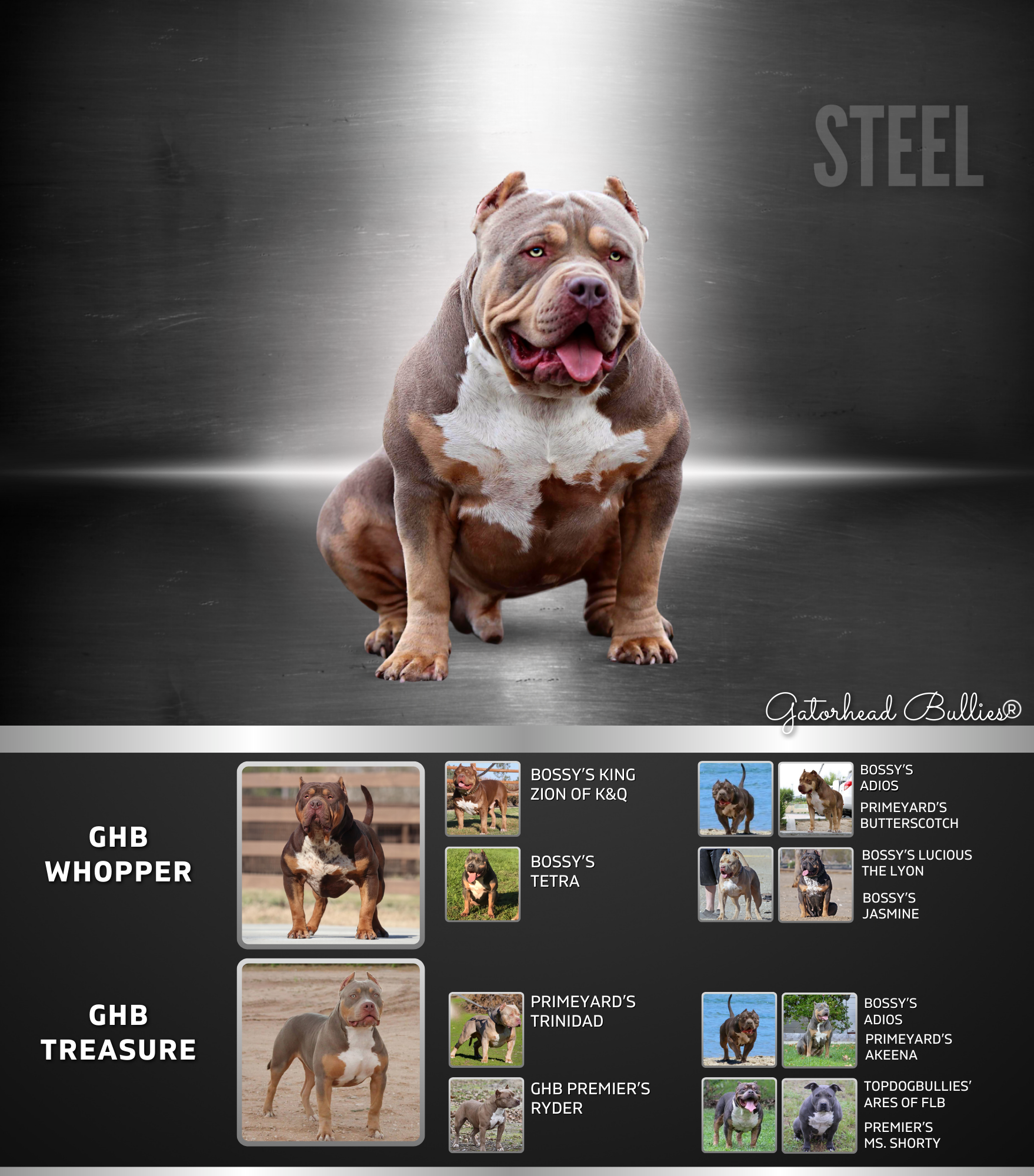 GHB Steel ticked lilac tri xl pitbull bully whopper son