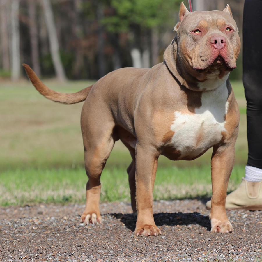 You are currently viewing Sentra Bullies’ Jimmy of GHB
