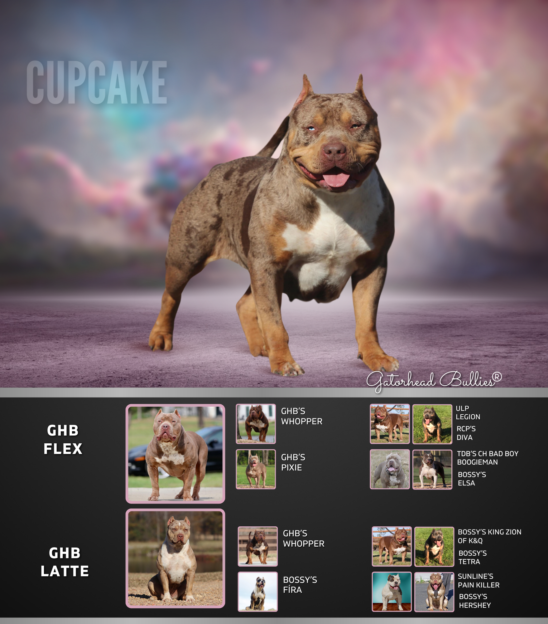 Copy of GHB Cupcake of Gatorheadbullies New Site Gatorhead Bullies Flex daughter chocolate tri merle xl american bullies puppies for salesale