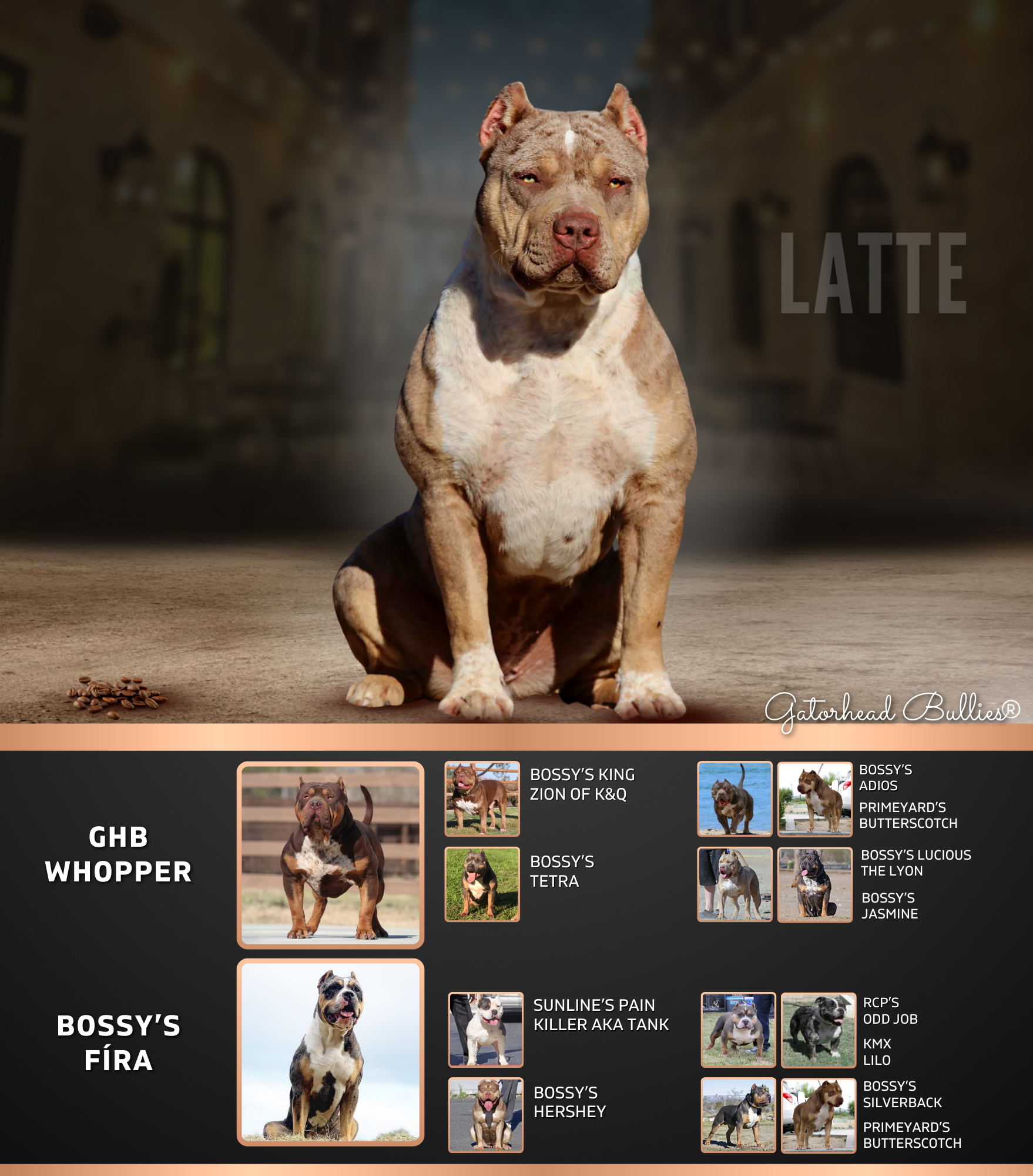GHB Latte New Site Gatorhead Bullies Lilac tri merle american bully xl owned by Gatorhead bullies of MS