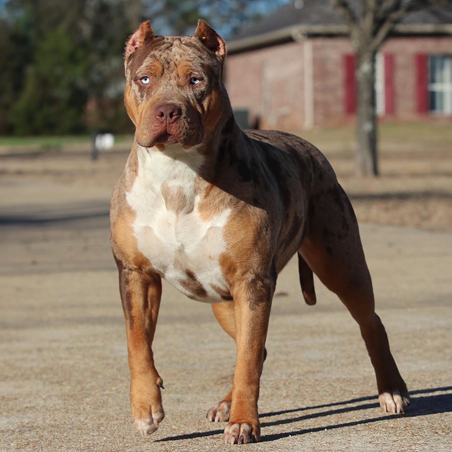chocolate tri merle XL Bully GHB Clover is absolutely stunning. She is a very big girl and has puppies for sale.