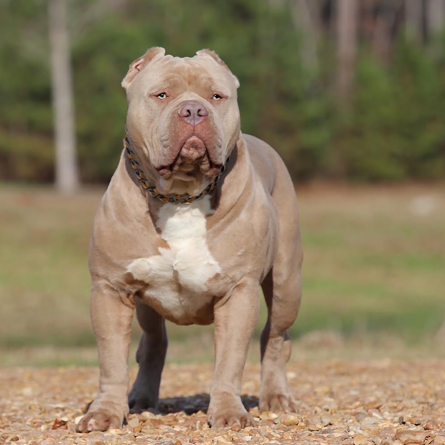 Gator head best sale bully for sale