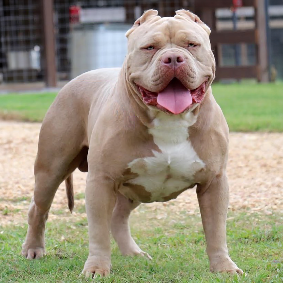 Read more about the article GHB Buster