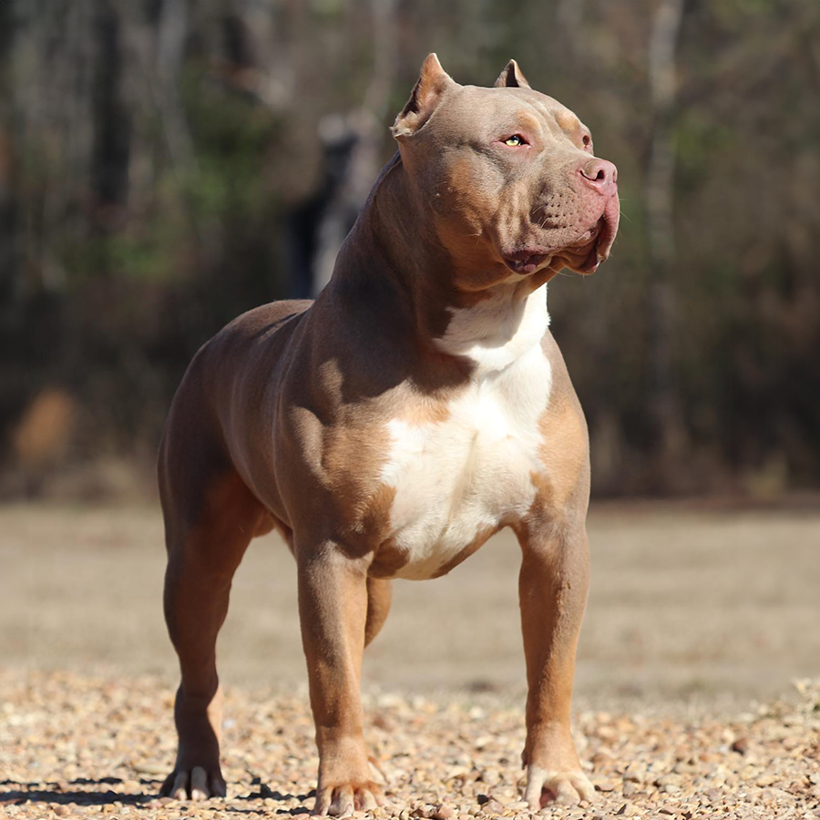 Sentra Bullies' Jimmy of GHB is a lilac tri xxl Pitbull with amazing structure and color
