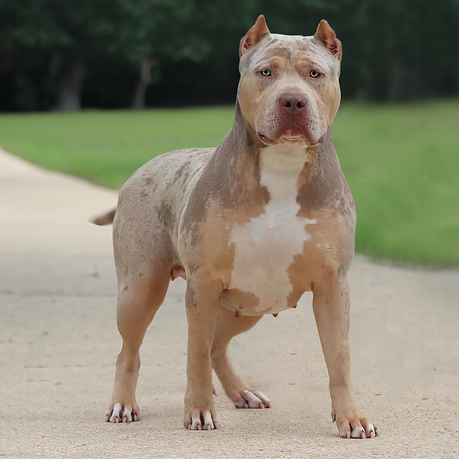 Gator head hot sale bullies price