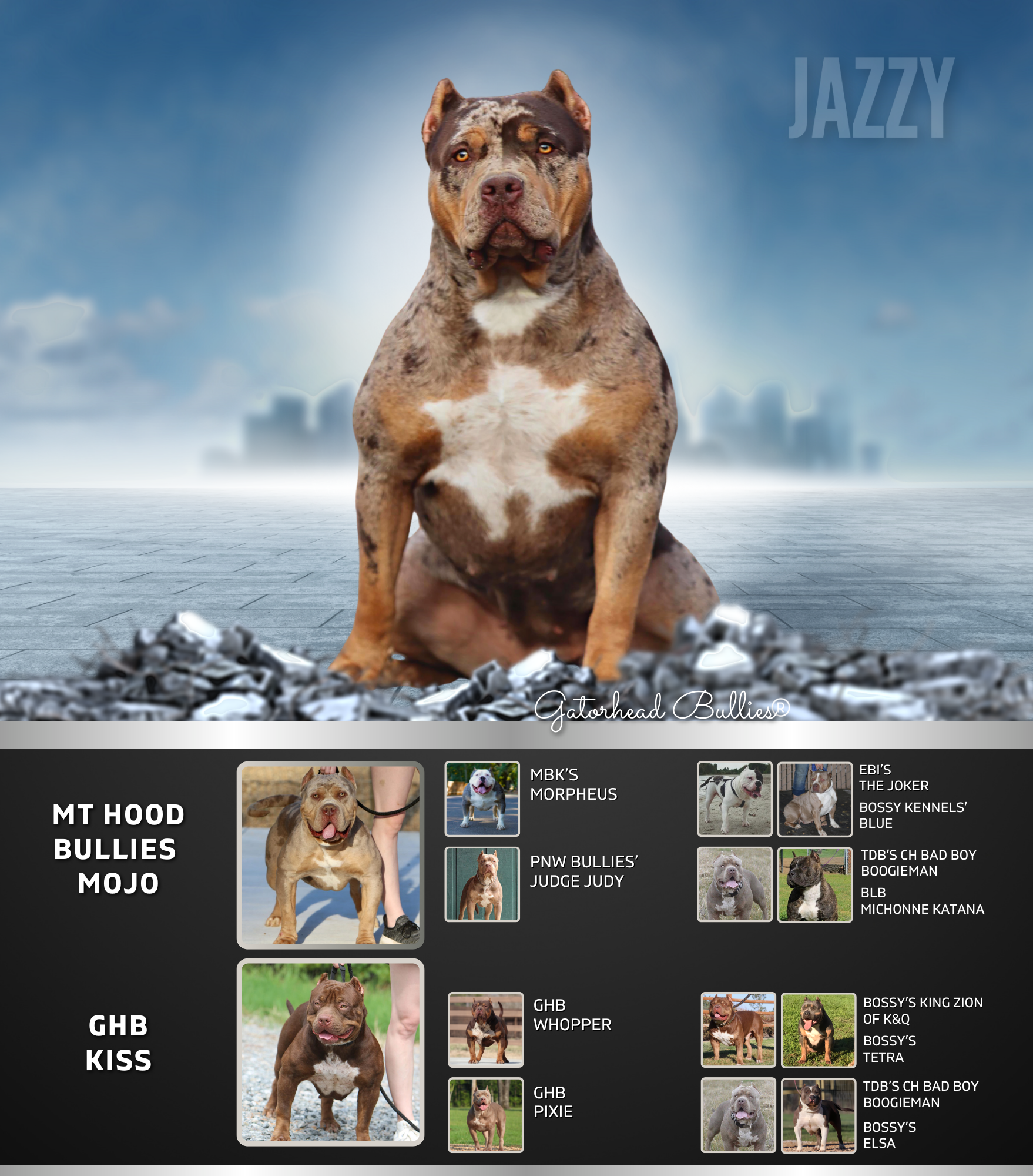OB Bullies Jazzy New Site Gatorhead Bullies chocolate tricolor merle XL Bullies for sale Mississippi