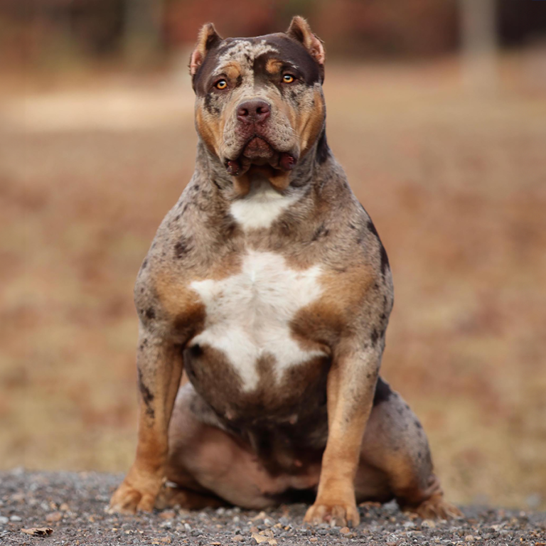Read more about the article OB Bullies Jazzy of GHB