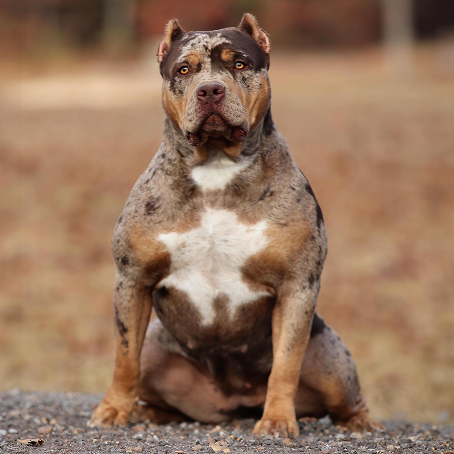 Read more about the article OB Bullies Jazzy of GHB