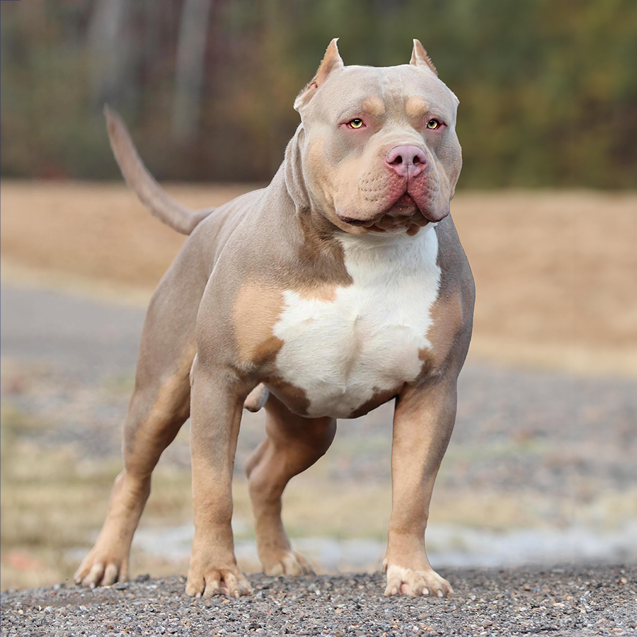 Gator head bully top for sale