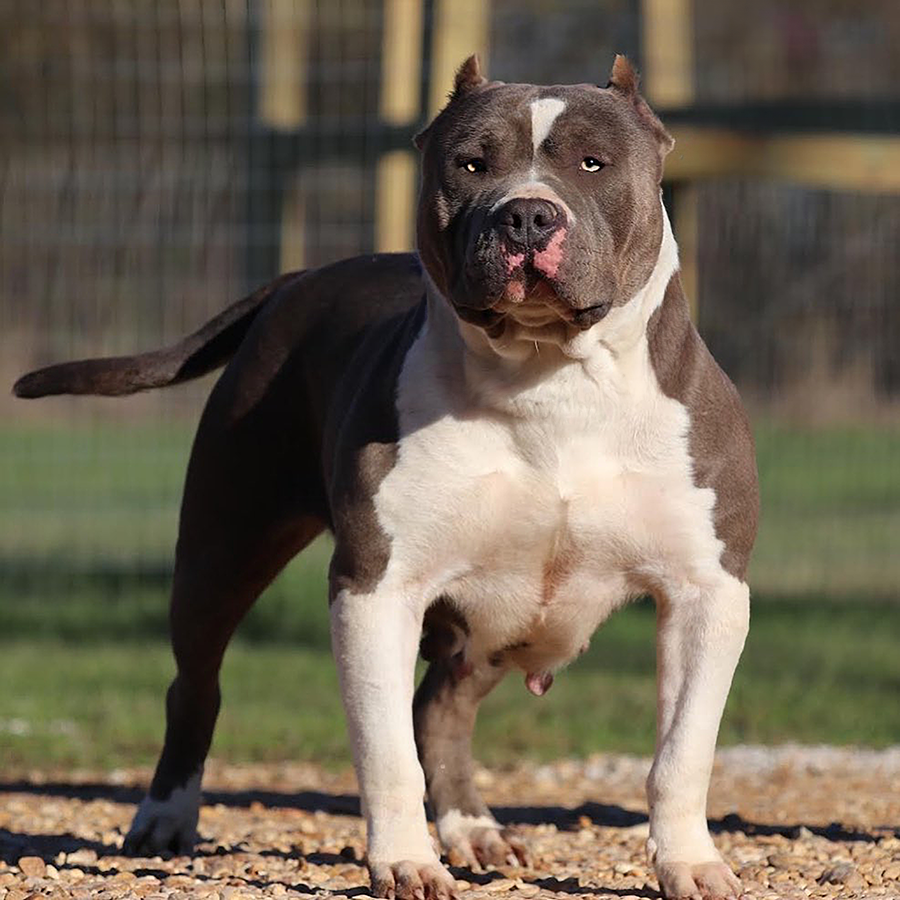 Bossy's Elsa blue tri american bully xxl pitbull