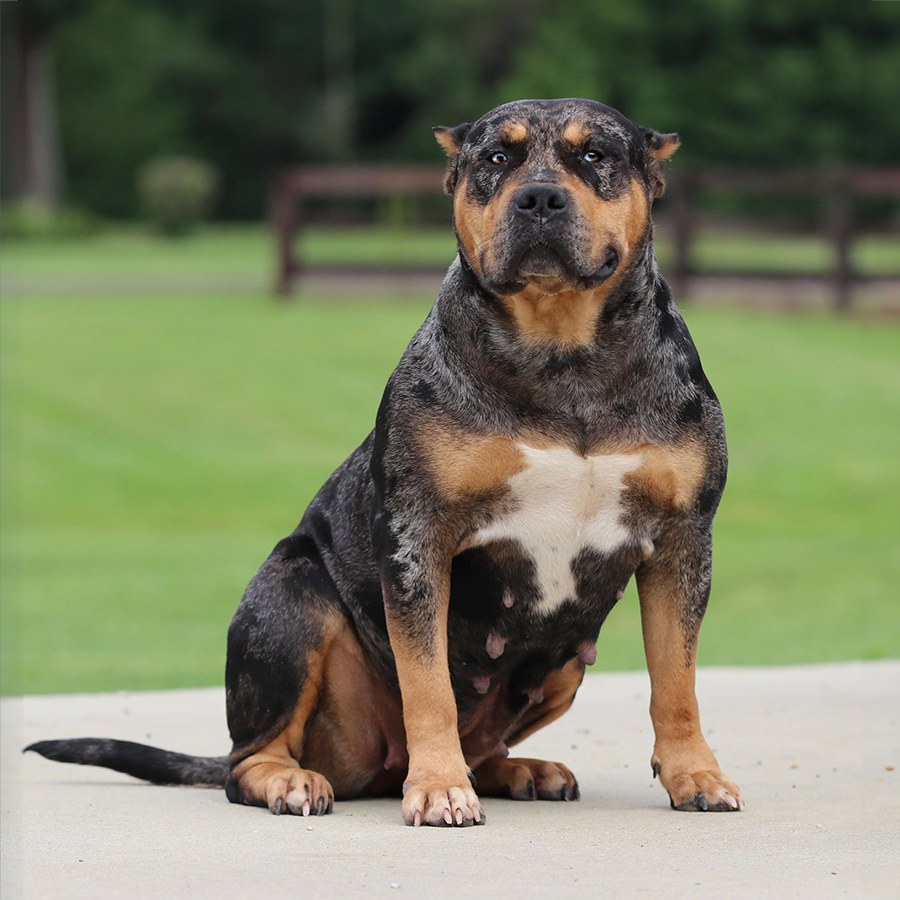 GHB Galaxy is a black tri merle xxl bully produced at gatorhead bullies