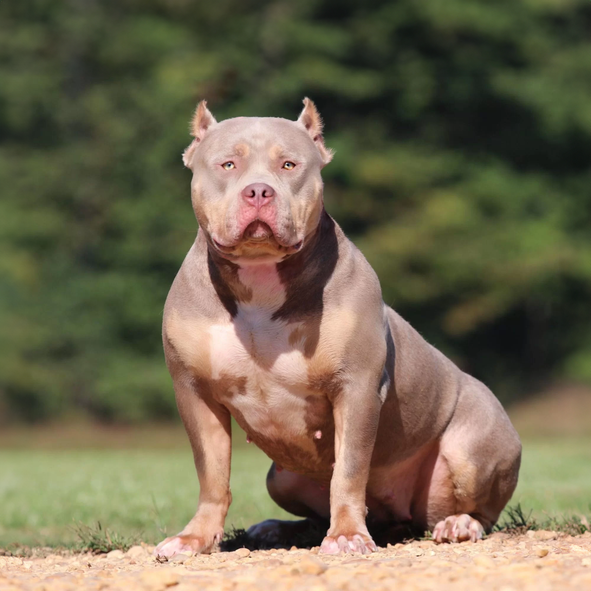GHB Piper is a lilac tri bully XL pitbull located at Gatorheadbullies in MS
