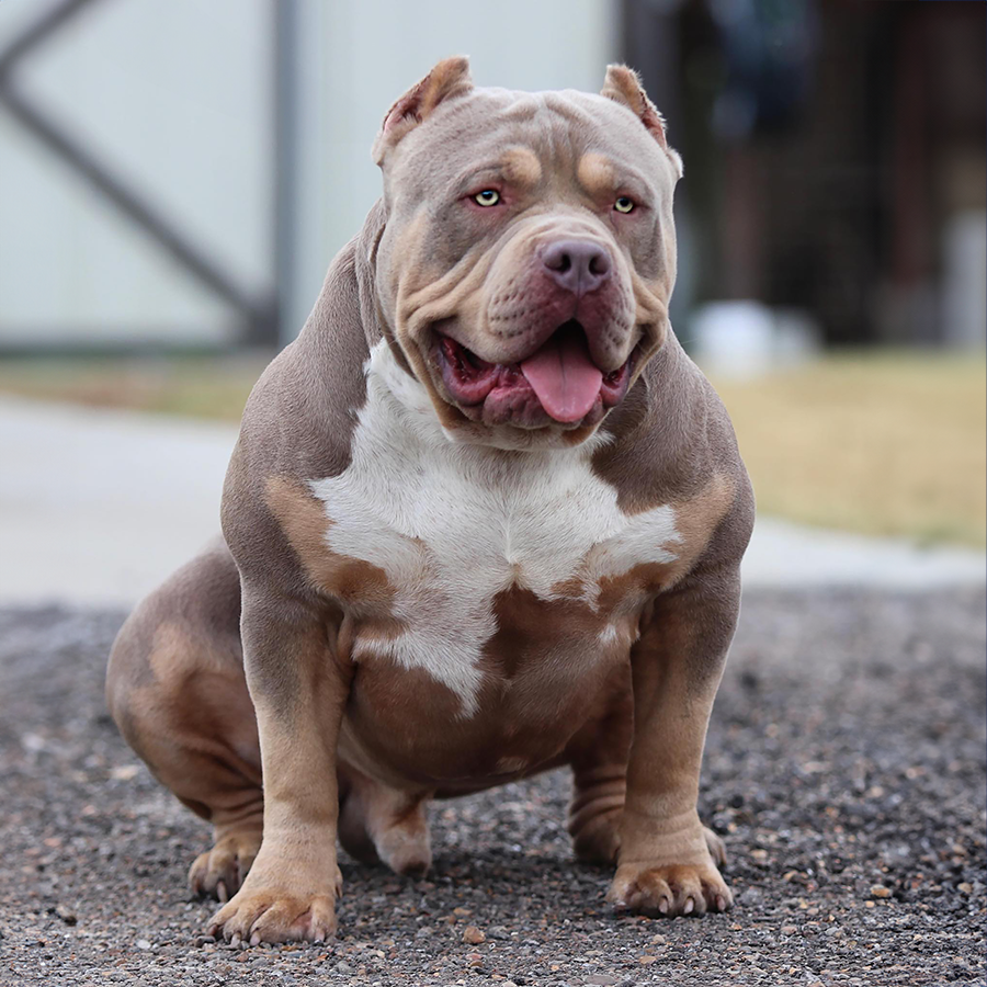 GHB Steel is a muscular and thick XXL Bully Pitbull who is lilac tricolor bully litters