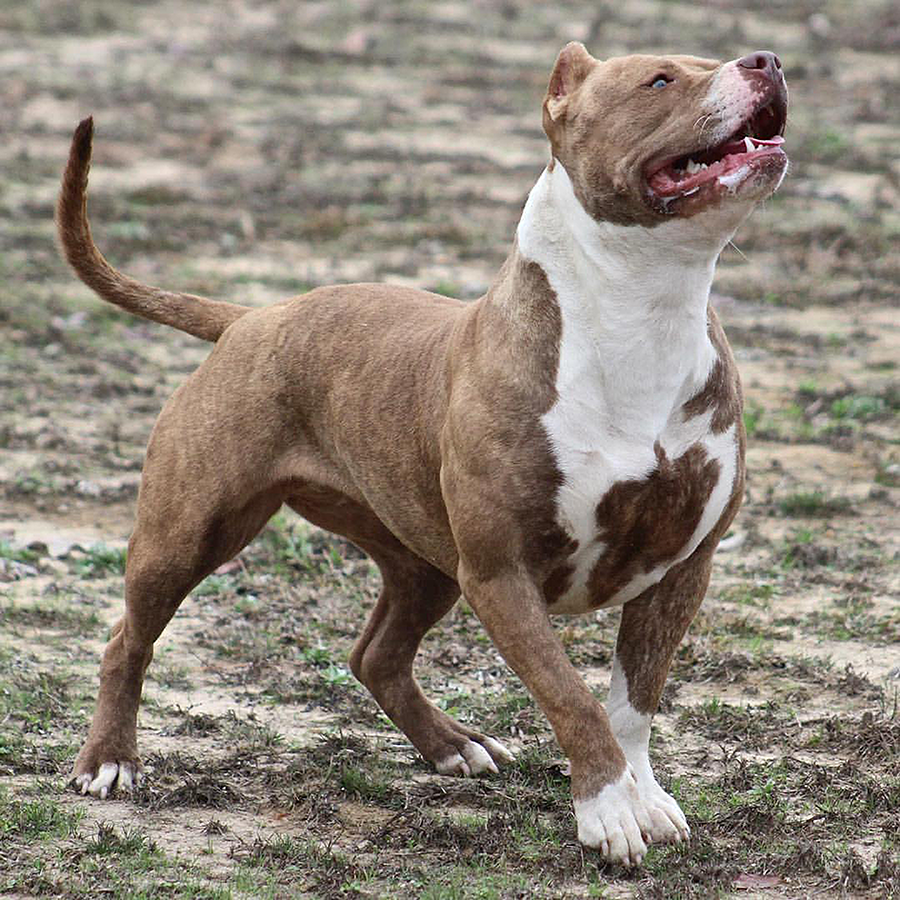 Topdogbullies Skyy chocolate brindle xxl american bully dog