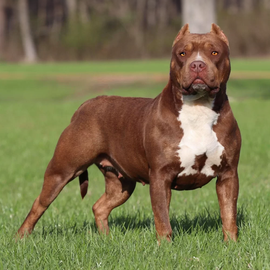 all star bullies journey of gatorhead bullies chocolate tri xl bully breeders near me in chicago