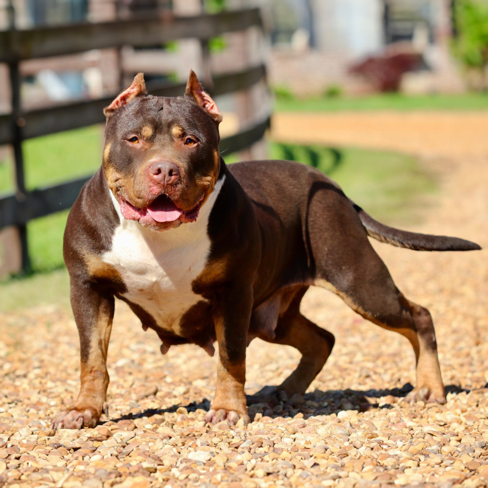 big momma bullies younique chocolate tri xl pitbulls for sale near me