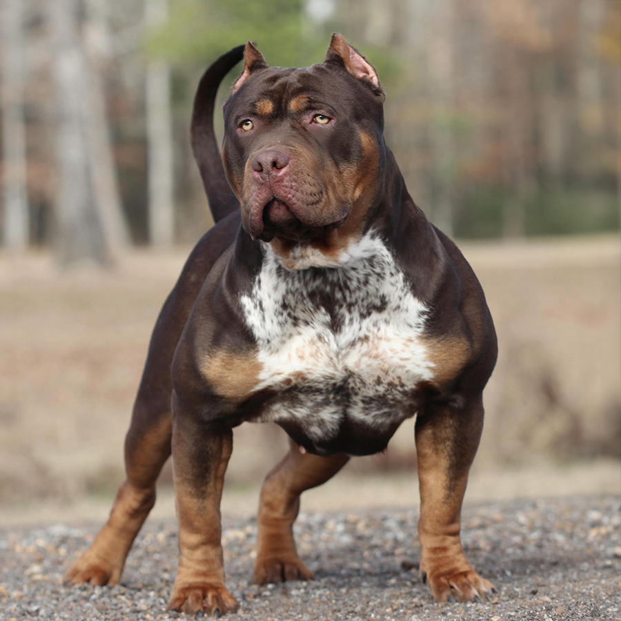Read more about the article Five Star Aspen of GHB