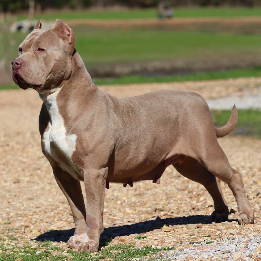 ghb champagne scout champagne xl pitbulls for sale near me kentucky