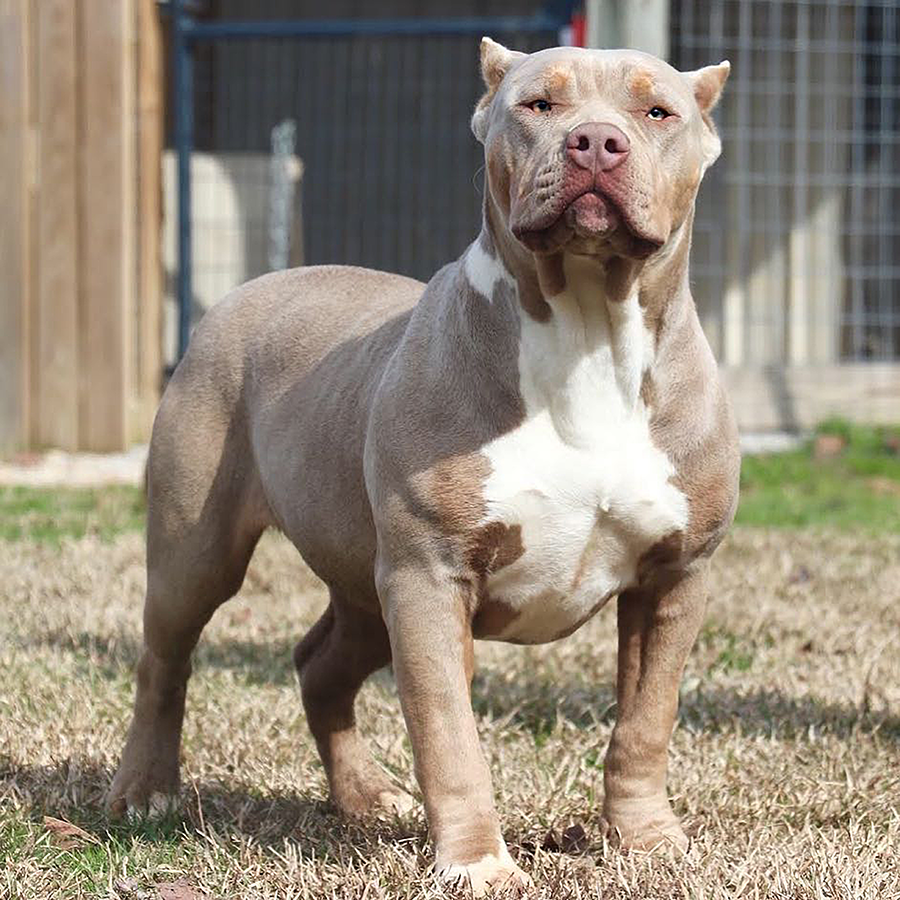 ghb miss magnolia champagne xl american bully pitbull