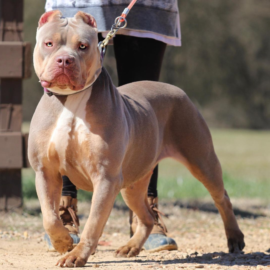 ghb nova lilac tri american bully xl puppies for sale near me