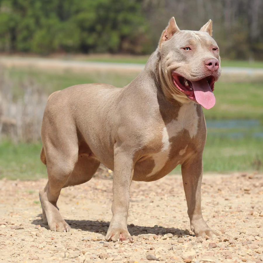 ghb ruby lilac tri xl american bully pitbull breeders near me