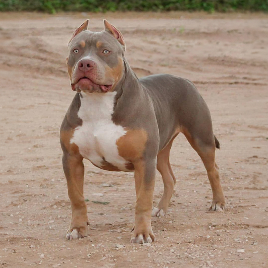 ghb treasure floridastatebullys treasure lilac tri american bully xl