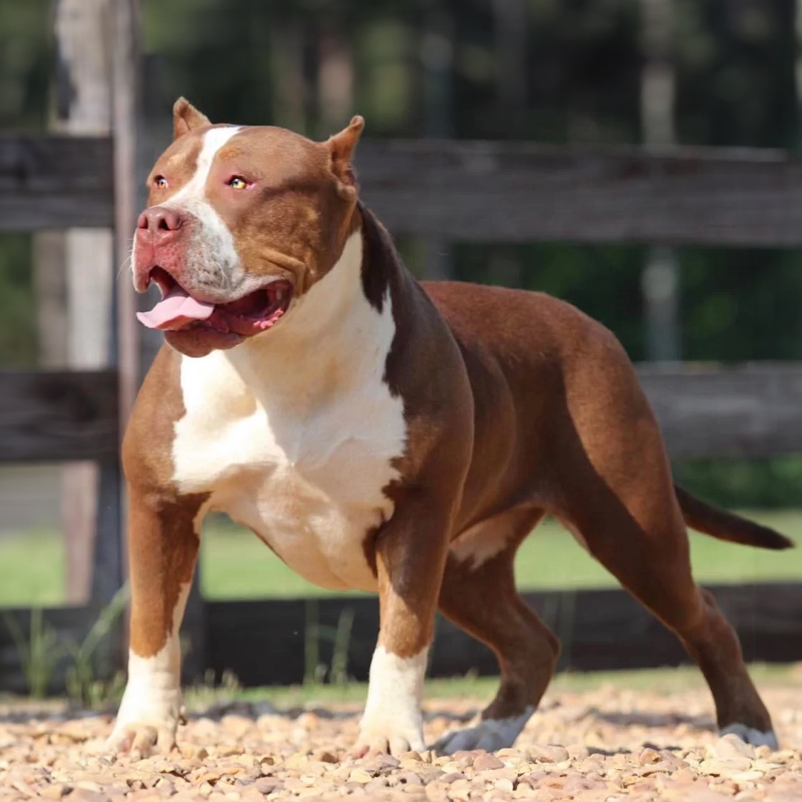 ghb's miss moose chocolate tri xxl bully gatorhead bullies puppies for sale