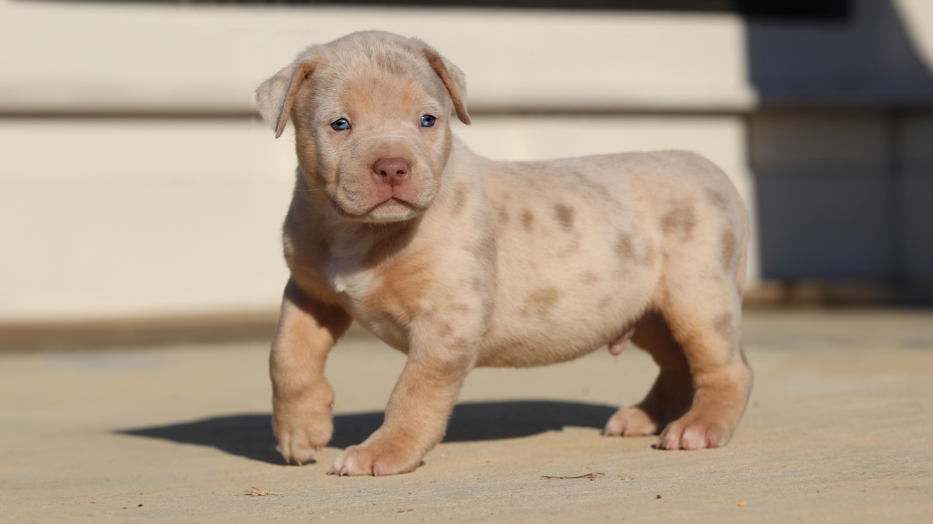 lilac tri merle xl american bullies puppies for sale in north carolina, xl bully puppy