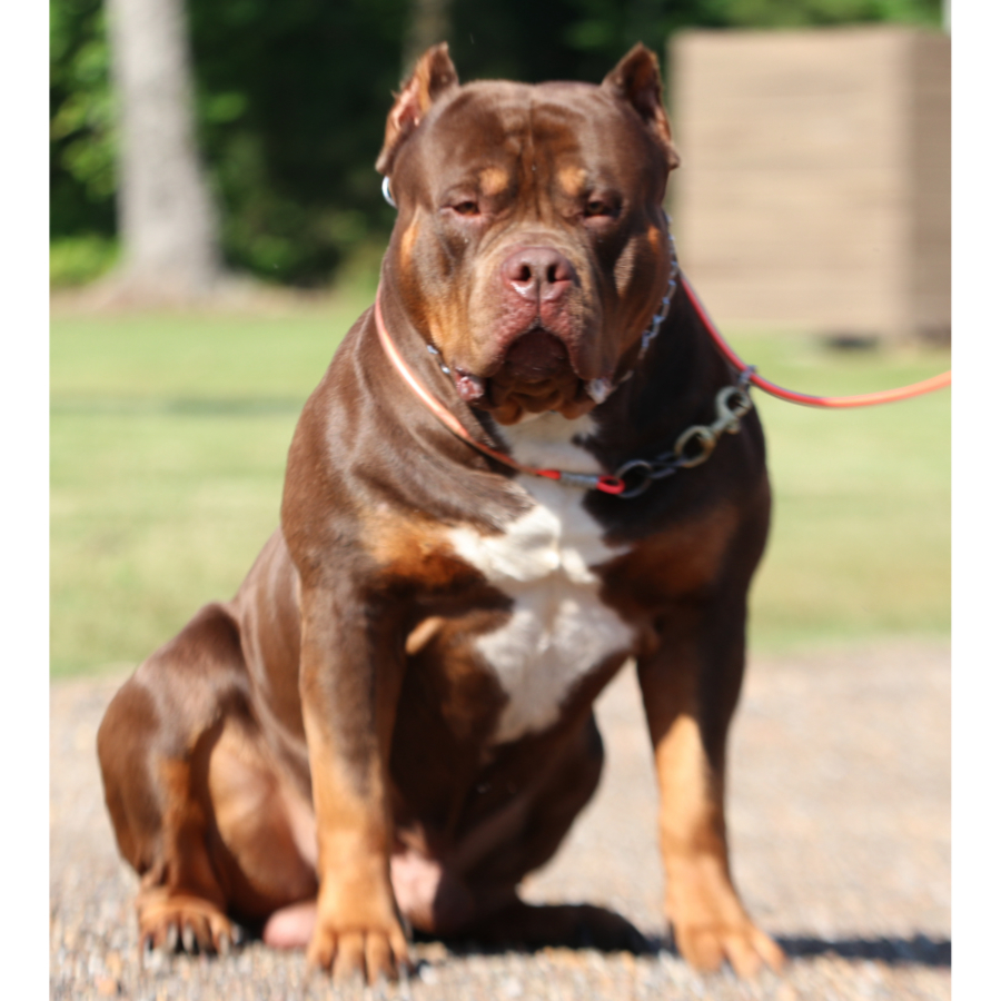 Read more about the article Five Star Kimbo of GHB